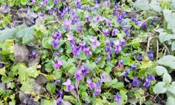 9308 | violettes - 