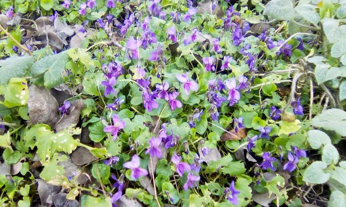 Puzzle violettes