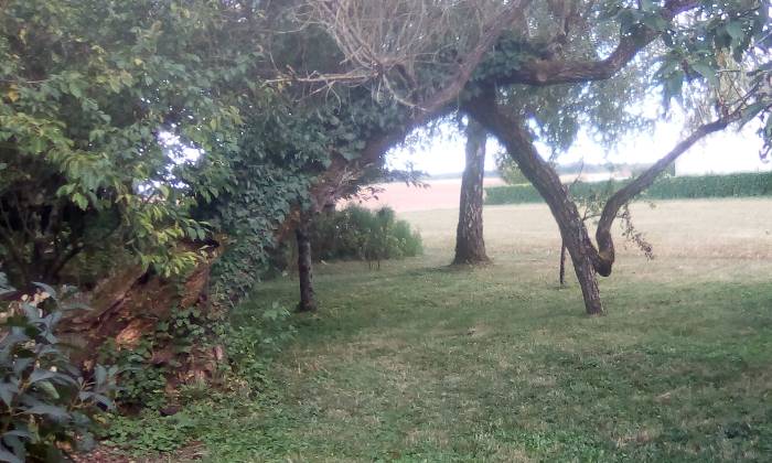 Puzzle saule après la tempête