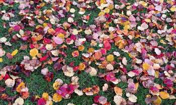 Puzzle 11509 - Feuilles multicolores
