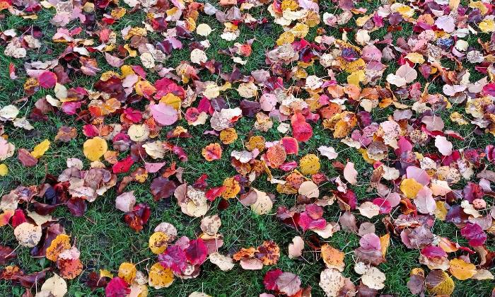 Puzzle Feuilles multicolores