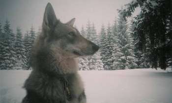 Puzzle 7551 - Loup