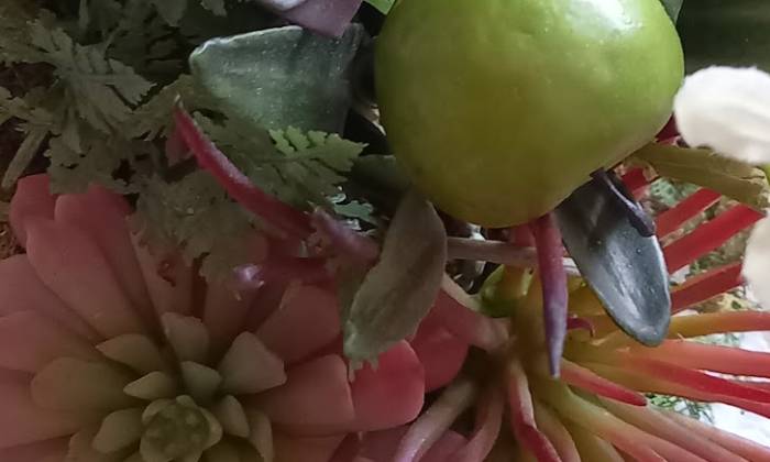 Puzzle Plante grasse - Paysages & Fleurs - Absolu Puzzle