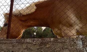 Puzzle 7716 - Cheval
