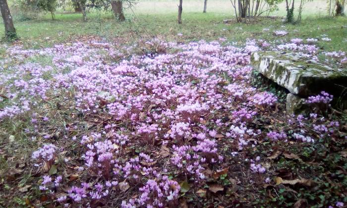 Puzzle cyclamen