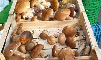Puzzle 9172 - Champignons