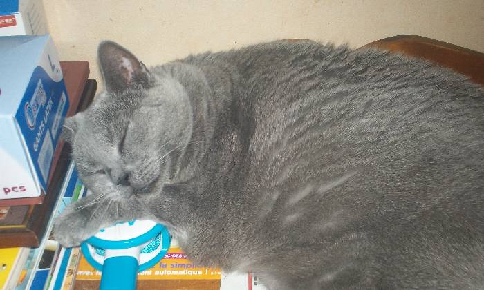 Puzzle En plein boulot
