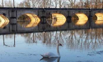 Puzzle 7456 - cygne & pont