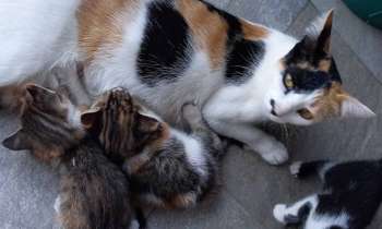 Puzzle 8013 - Chats
