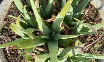 Puzzle 9792 - Plante