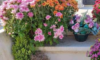Puzzle 9458 - Plantes