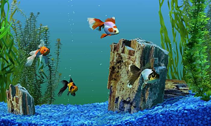 Puzzle joli aquarium