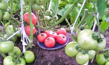Puzzle 9611 - Tomates Roses