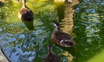 Puzzle 8448 - Canards