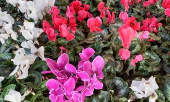 Puzzle 8783 - Fleurs