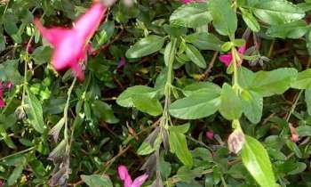 Puzzle 7687 - Fleurs