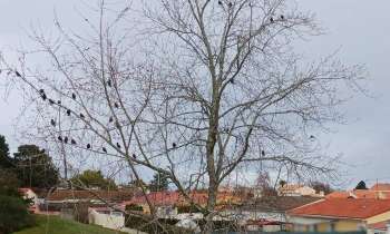 Puzzle 7673 - oiseaux sur les branches