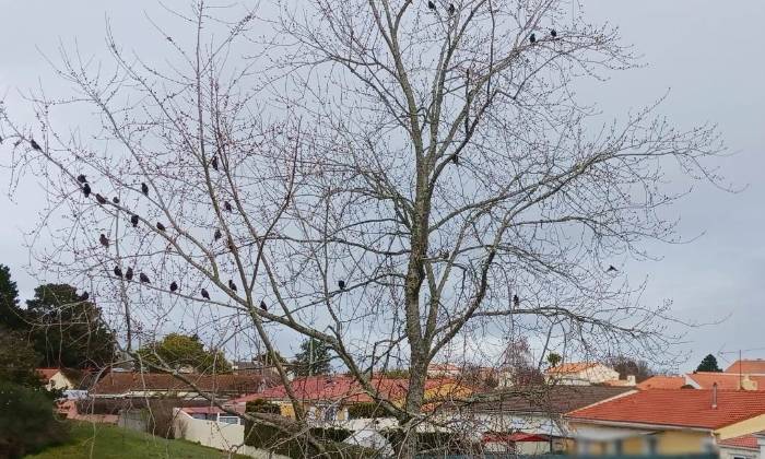 Puzzle oiseaux sur les branches