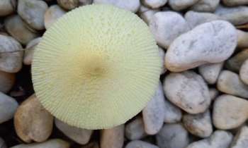 Puzzle 8010 - Champignon