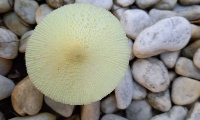 Puzzle Champignon