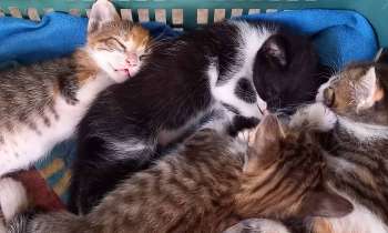 Puzzle 9323 - Chats