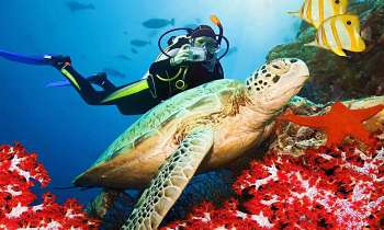 Puzzle 7545 - magnifique le fond des mers
