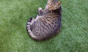 Puzzle 7594 - Petit Chat