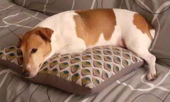 Puzzle 7703 - Chien