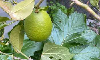 Puzzle 10112 - Kumquat geant