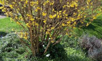 Puzzle 9824 - FORSYTHIA