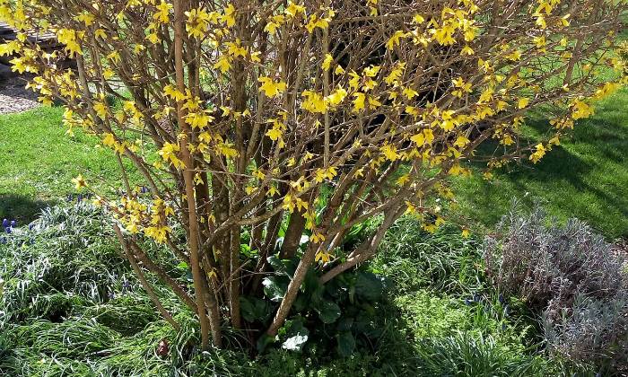 Puzzle FORSYTHIA
