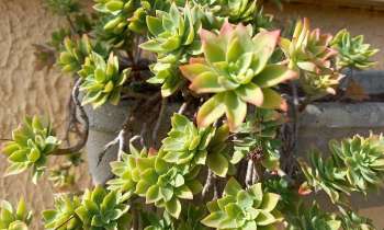 Puzzle 7564 - Plante grasse