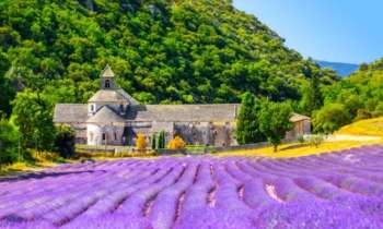 Puzzle 8259 - champ de lavande