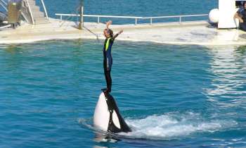 Puzzle 8829 - Marineland 2006