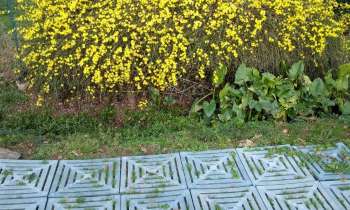 Puzzle 9946 - jasmin