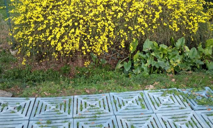 Puzzle jasmin