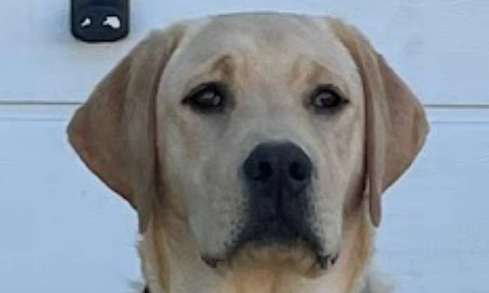 Puzzle Chien