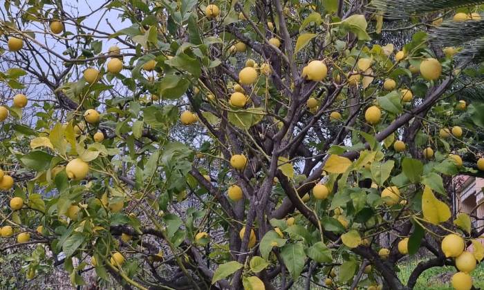 Puzzle Citron de Menton