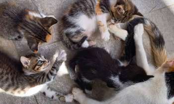 Puzzle 9257 - Chats
