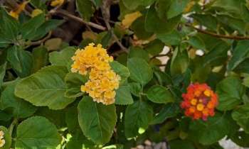 Puzzle 9511 - Fleurs