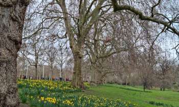 Puzzle 7721 - Parc a Londres