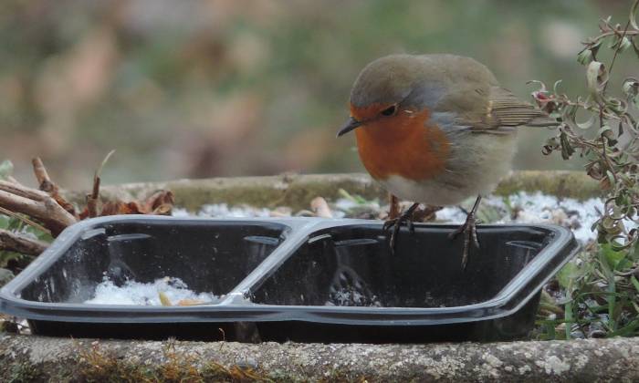 Puzzle rouge gorge en hiver