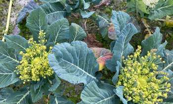 Puzzle 7627 - Chou ROMANESCO