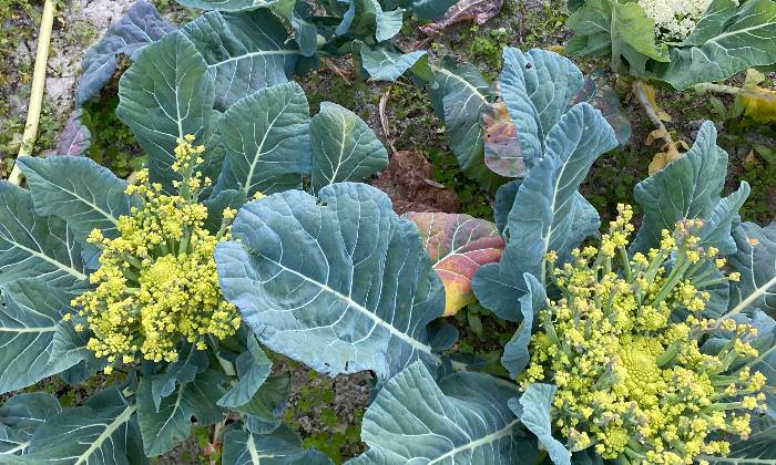 Puzzle Chou ROMANESCO