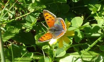 Puzzle 7932 - papillon