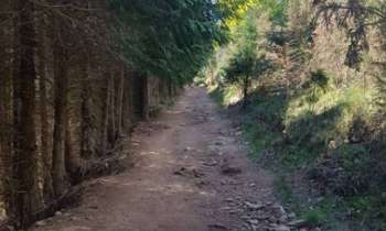 Puzzle 8315 - chemin forestier