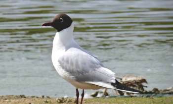 Puzzle 10708 - mouette rieuse