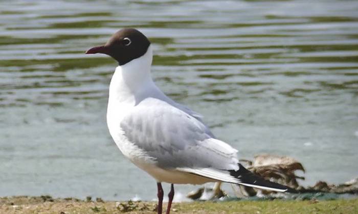 Puzzle mouette rieuse