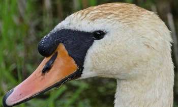 Puzzle 8058 - Tête de cygne