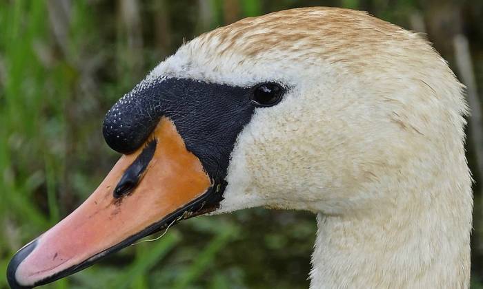 Puzzle Tête de cygne